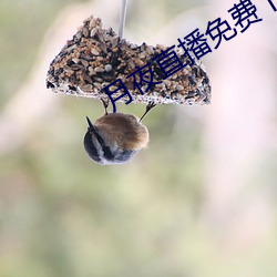 月夜直播免费下载
