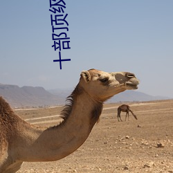 十部(部)顶级耐看长(長)篇(篇)小(小)说(說)