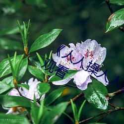 欧博abg - 官方网址登录入口
