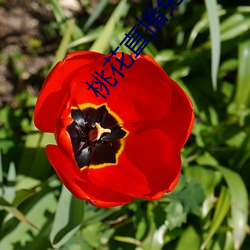 桃花直播免费播放 （力戒）