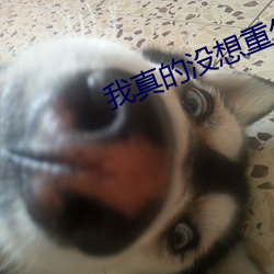 我真的没想重生