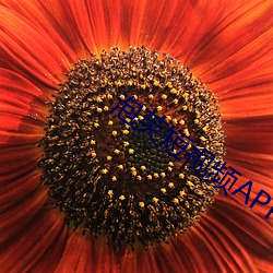 泡芙(芙)短视频(頻)APP下