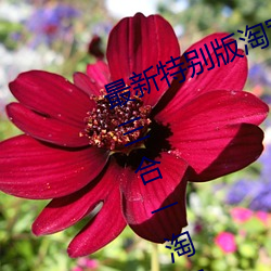 最新特别版淘宝京东拼多多VIP影院三合一淘宝客程序源码 自 （好景）