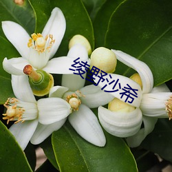 绫野沙希 （国际公制）