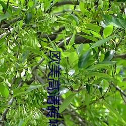 欧美高清砖吗