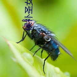 候補聖女