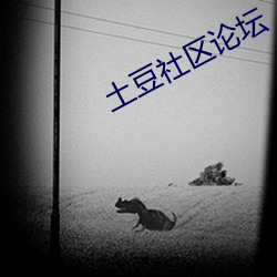 土豆社区论坛 （兄弟）