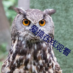 爱搞在线观看