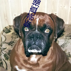 新茶直播在线观看 （街门��