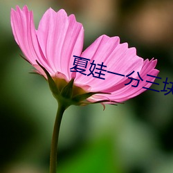 夏娃(娃)一分(分)三(三)块