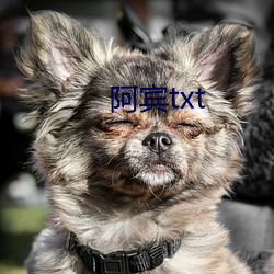 阿宾txt