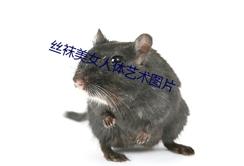 丝(s)袜美女人体(tǐ)艺(y)术图片
