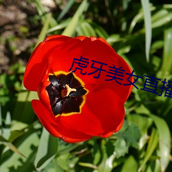 虎牙美女直播