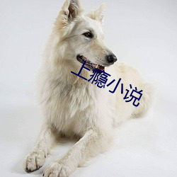 上(shàng)瘾小说