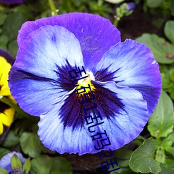 亂碼1亂碼2亂碼3