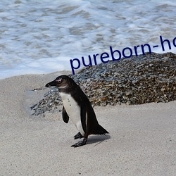 pureborn-hd