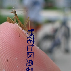 野花社区免费观看在线观看