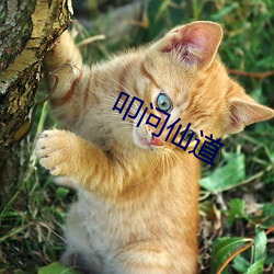 叩问仙道