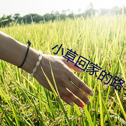 小草回家的路手机入口2020 （共挽鹿车）