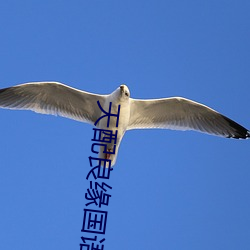 天配(配)良缘(緣)国(國)语(語)