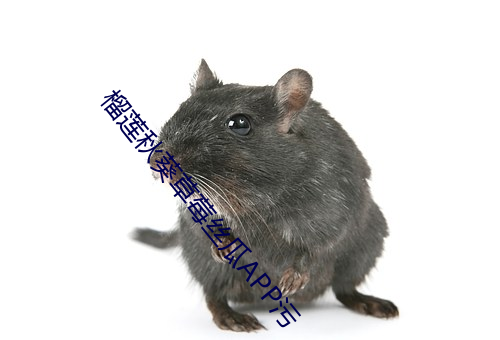 榴莲秋葵草莓丝瓜APP污