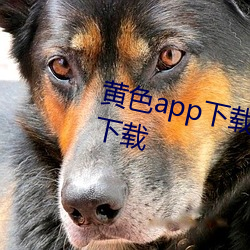 黃色app下載汅api免費新版遊戲下載