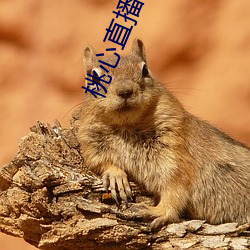 桃心直播app