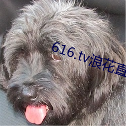 616.tv浪花直(zhí)播(bō)新版本