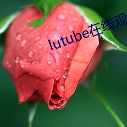 lutube在线观看