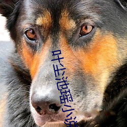 葉塵池瑤小說全文免費閱讀完整版