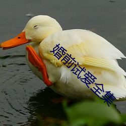 婚前試愛全集