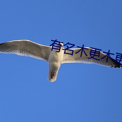 有名木更木更