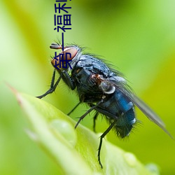 第一福利色(色)导航
