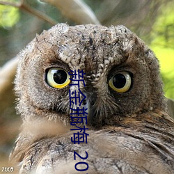 新金瓶梅 2013
