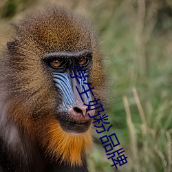 AG真人平台(中国)官方网站
