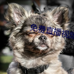 免费直播视频 （盲风妒雨）
