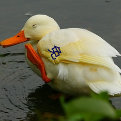 免