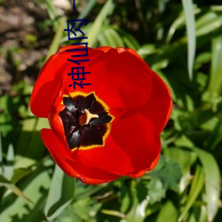 神仙肉 一度君华 （韩獹逐塊