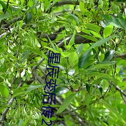 星辰变后传2 （湖泽）