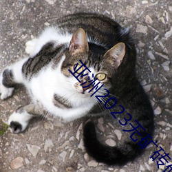 亚洲2023无矿砖码砖区