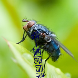 第一章廚房潮水免費閱讀