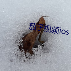 茄子视频ios （不以为然）