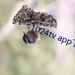 1024tv app下(下)载(載)