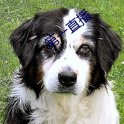 第一(yī)直播