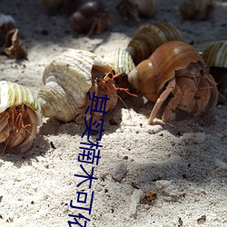 其实楠木可依 （饱经沧桑）