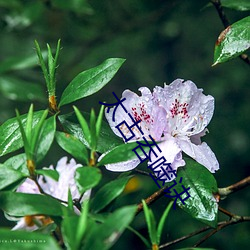 太古吞噬诀 （精打细算）