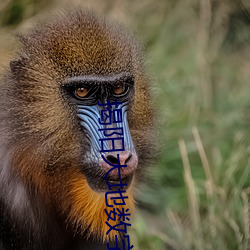 揭(揭)阳大地数(數)字影院(院)