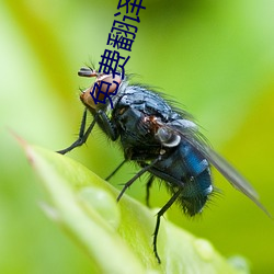 免費翻譯軟件