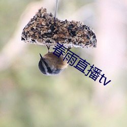 春雨直播tv （恪守）