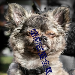 婚(hūn)前(qián)试爱(ài)全集(jí)